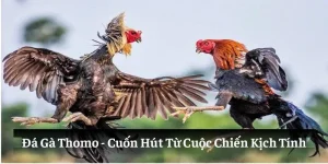 Đá Gà Thomo: Cuốn Hút Từ Cuộc Chiến Kịch Tính Nhất