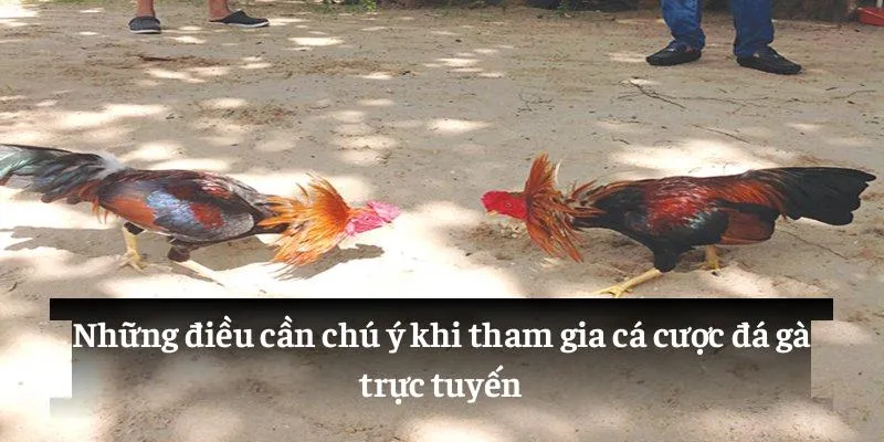 Những điều cần chú ý khi tham gia cá cược đá gà trực tuyến
