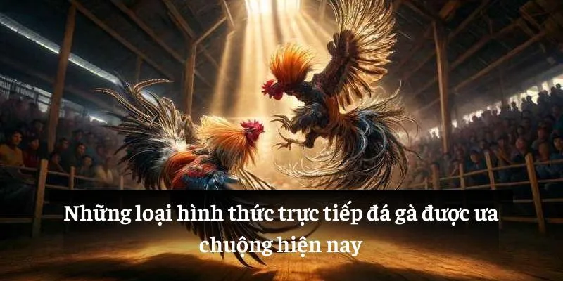 Những loại hình thức trực tiếp đá gà được ưa chuộng hiện nay