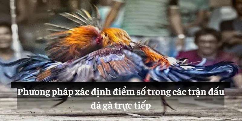 Phương pháp xác định điểm số trong các trận đấu đá gà trực tiếp