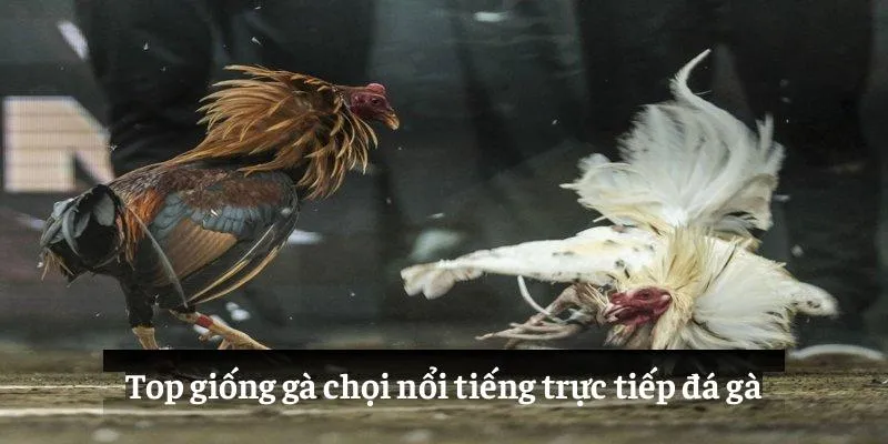 Top giống gà chọi nổi tiếng trực tiếp đá gà