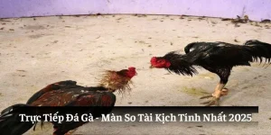 Trực Tiếp Đá Gà - Những Màn So Tài Kịch Tính Nhất 2025