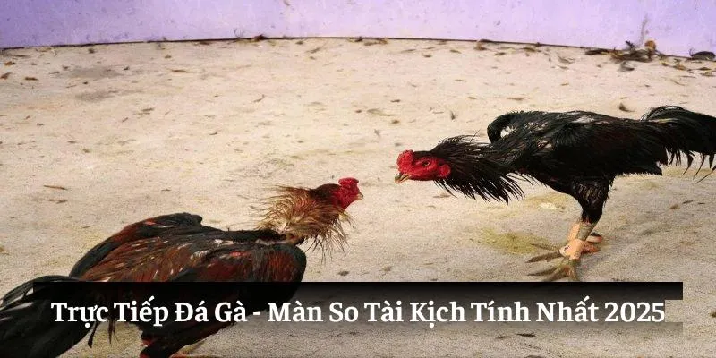 Trực Tiếp Đá Gà - Những Màn So Tài Kịch Tính Nhất 2025